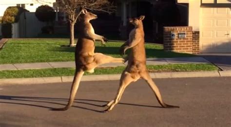 Two Male Kangaroos Have A Fist Fight On An Australian Suburban Street ...