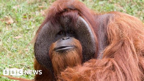 Chantek, the orangutan who used sign language, dies at 39 - BBC News