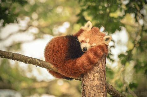 Red Panda Sleeping On Tree stock photo