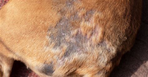 Common Skin Problems in Dogs and How to Treat Them (2023)