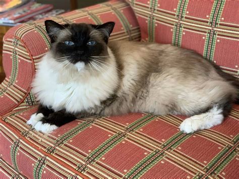 Ragdoll Cat: Breed Information Pros and Cons