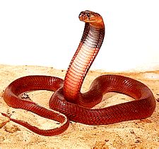 Red Spitting Cobra In Habitat Tansania Africa ~ planetanimalzone