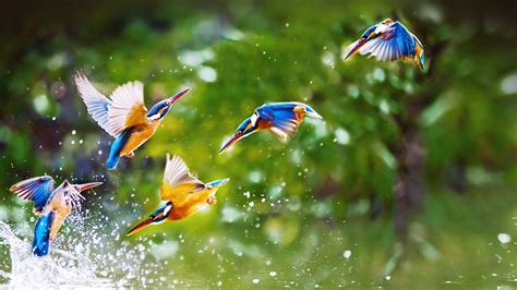 Flying Birds Wallpapers - Wallpaper Cave