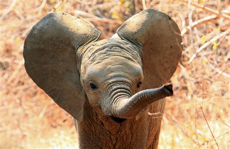 Why Baby Elephants Are The Cutest Baby Animals Ever - National Today