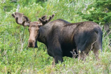 Wildlife Viewing Areas in Western Montana | Glacier Country