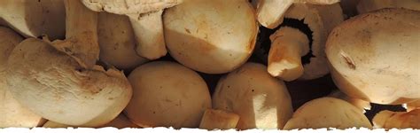 Agaricus Blazei - Time Health