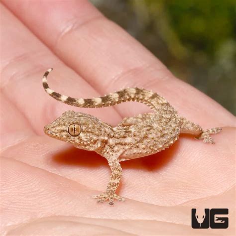 Crocodile Gecko For Sale - Underground Reptiles