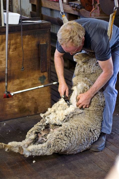 File:Sheep shearing.jpg - Wikimedia Commons