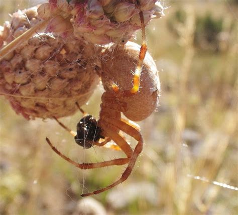 European garden spider | Project Noah