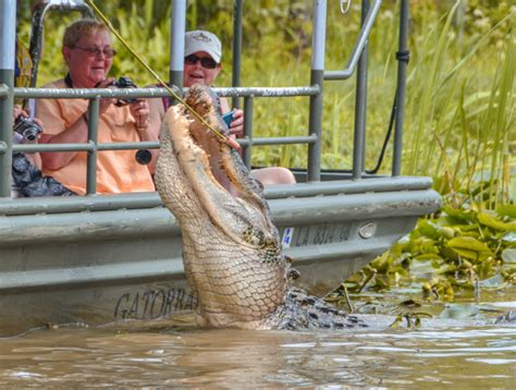 Swamp tour in New Orleans: what to expect? | Info, photos & the best tours