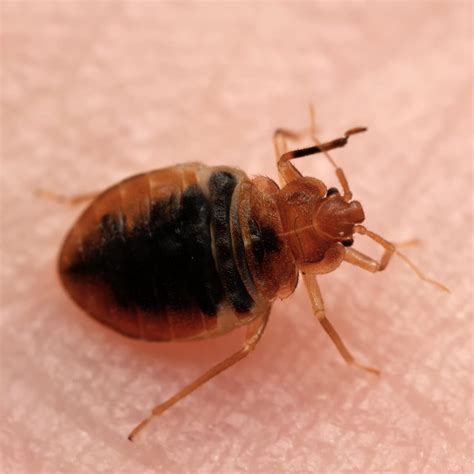 Bed Bugs' Life Cycle: Stages, Lifespan - Fantastic Pest Control