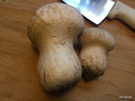 Calvatia cyathiformis at Indiana Mushrooms