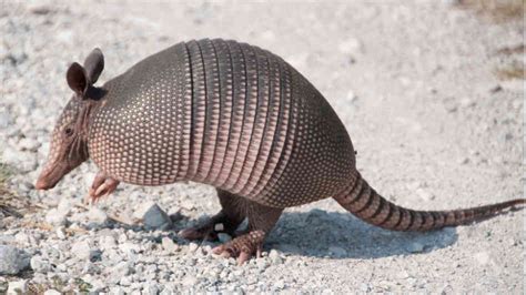 Armadillo Facts, History, Useful Information and Amazing Pictures