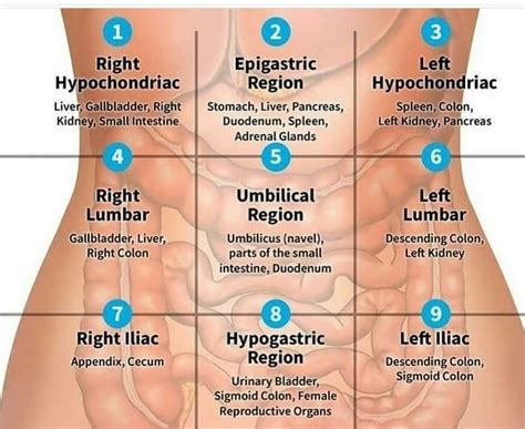 Medicholics on Instagram: “#abdomen” | Medical knowledge, Medical education, Medical anatomy