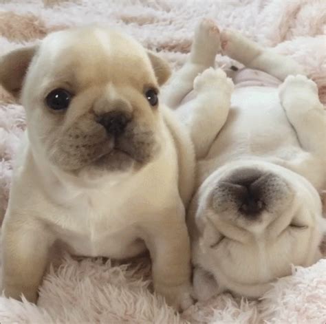 french bulldog puppy on Tumblr