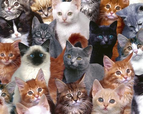 Lots Of Cats Wallpaper