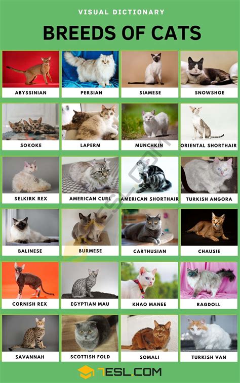 List of Cat Breeds with Pictures • 7ESL