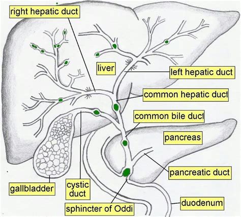 Biliary tree | Liver anatomy, Diagnostic medical sonography, Medical anatomy