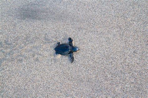 Good Ocean Karma - Releasing Baby Sea Turtles in Bali - Backpacker Banter