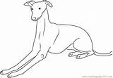 Italian Greyhound Coloring Page For Kids  Free Dog Printable sketch template