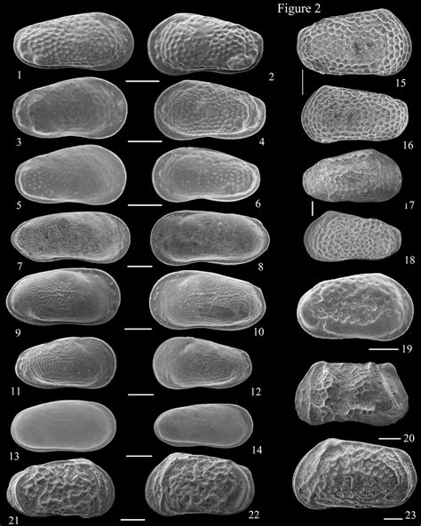 Supplementary data Figure 2. SEM images of ostracod species 1