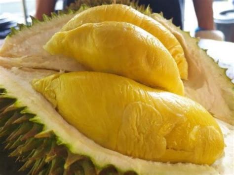 Malaysia Durian Season 2024 - Nelly Yevette