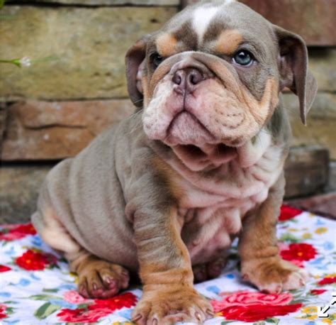 wrinkled english bulldog for sale : r/PuppiesForSale