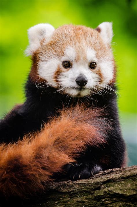 Red Panda in Bamboo Forest Habitat