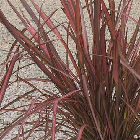 New Zealand Flax 'Rainbow Warrior' — Green Acres Nursery & Supply