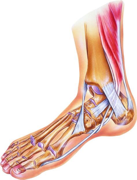 Anatomy Of Ankle Sprain