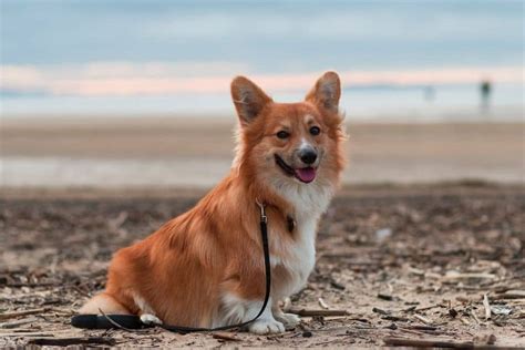 What Is The Really Rare But Beautiful Fluffy Corgi?