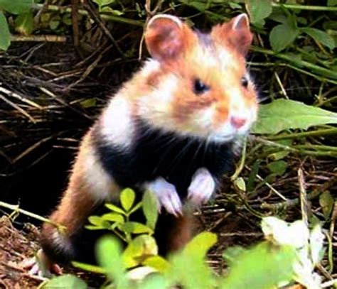 WILD ANGRY HAMSTER - CUTE | Dieren