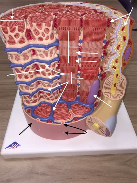 Skeletal Muscle Model Labeled