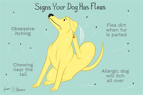 Fleas in Dogs