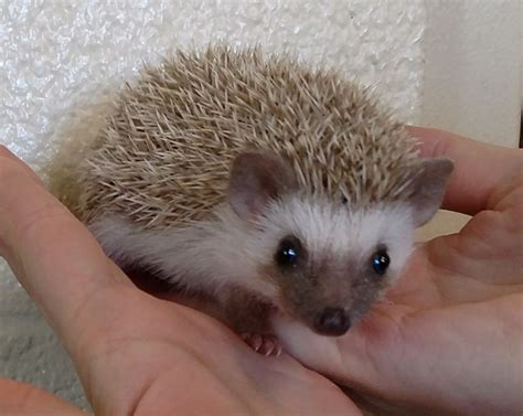 African Pygmy Hedgehog Colors