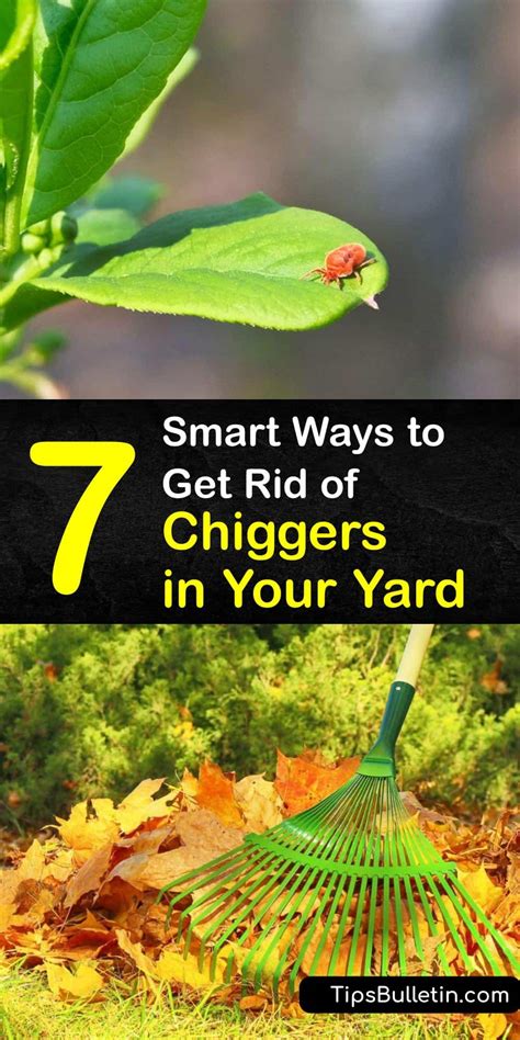 7 Smart Ways to Get Rid of Chiggers in Your Yard