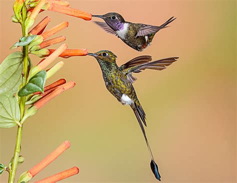 Hummers! | A booted racket-tail and a purple-throated woodst… | Flickr