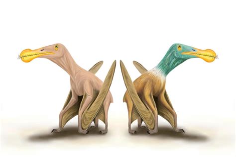 Did pterosaurs have feathers? Scientific debate takes flight in new study