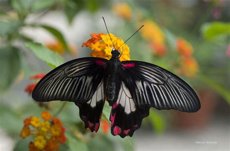 Il fait le beau | ferme aux papillons, Die (26) | Marie-Anne K | Flickr