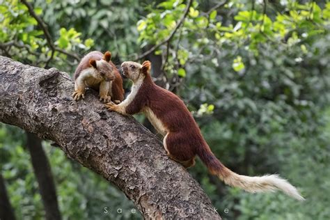 " शेकरू " (Indian Giant squirrel) of Western ghats, Bhimashankar ...