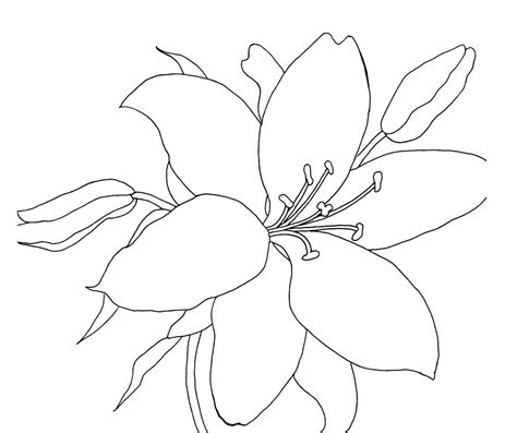 Lily Flower Line Drawing at GetDrawings | Free download