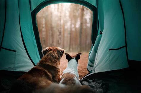 How to Camp with Your Dog | SierraSil USA