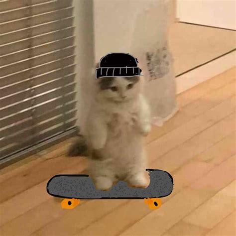 Cat Standing Meme Pfp ~ Cute Cat Standing Up Meme Pfp | Growrishub