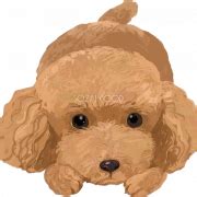 White Poodle PNG Image | PNG All