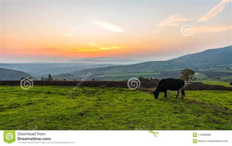 Cows Grazing on a Green Meadow at Sunset Stock Photo - Image of beautiful, domestic: 110590882