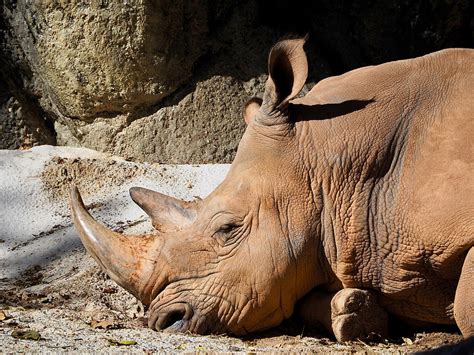 Sleeping Rhino Photograph by Robert Leach | Pixels