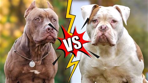 Pit Bull VS Bulldog Americano | Qual o mais forte ? - YouTube