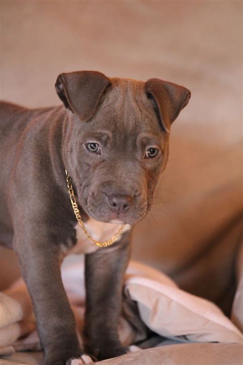 Pin on A Pit Bull Named "Blue"