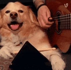 cowbell | GIF | PrimoGIF