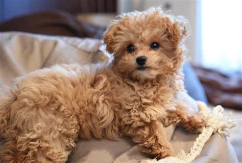 Chihuahua Poodle Mix breed – PETSIDI